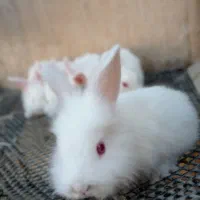 خرگوش کوچیک|موش و خرگوش|قلعه قاضی, |دیوار