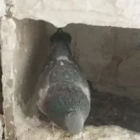 گوک نر|پرنده|نرماشیر, |دیوار