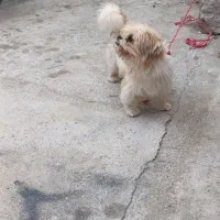 سگ ...|سگ|بندر کنگان, |دیوار