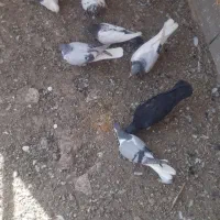 کبوتررنگی پرشی