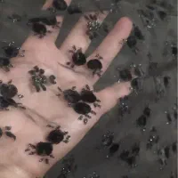 چادرمجلسی کاملا نو گل مخمل ریز