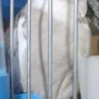 عروس هلندی نر