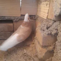 کفتر شازده زرد|پرنده|اردکان, |دیوار