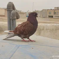 کبوتر سرخ کاشونی|پرنده|شاهین‌شهر, خانه کارگر|دیوار