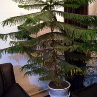 درختچه کاج چتری