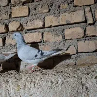 ماده شامی دم سفید مهر|پرنده|میبد, |دیوار