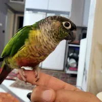 جفت گرینچیک  یلوساید رد سخنگو  قیمت تکی میباشد|پرنده|فردیس, شهرک شهید حسینی|دیوار