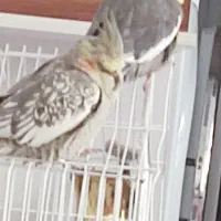 گم شدن عروس هلندی خاکستری