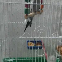 عروس هلندی