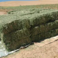 یونجه ساق ریز تحویلی