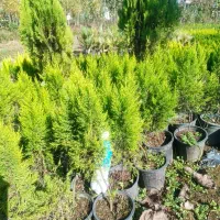 لاوسون یا کاج طلایی گلدان 3و4|گل و گیاه طبیعی|رامسر, |دیوار