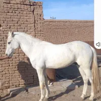 سیلمی  سرو ترکمن اخال خالص|اسب و تجهیزات اسبسواری|سبزوار, کلاته سیفر|دیوار