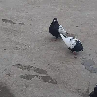 کبوتر|پرنده|بوئین زهرا, |دیوار