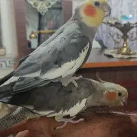 یک جفت عروس هلندی نروماده