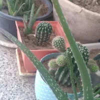 تعدادی گلدان زیبا فقط دانه ای ۶۰هزارتومان|گل و گیاه طبیعی|سمنان, |دیوار