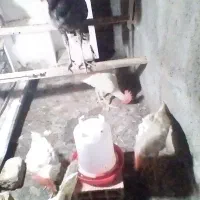 فروش ۴ عدد مرغ و خروس درشت