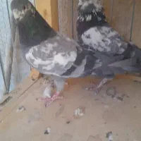 کفتر|پرنده|شاهرود, |دیوار