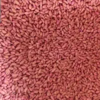 گندم دارویی جهت کاشت