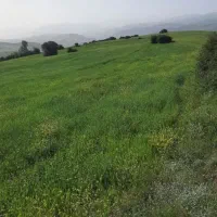 فروش زمین کشاورزی ۱۲۵۰ متر مربع دیلمان