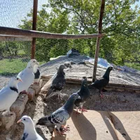 کفتر رنگه وآلمانی پرشی و جفتگاه