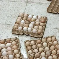 تخم مرغ بومی کثیف