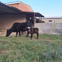 گاو گوساله دار محلی