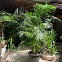 گیاه نخل اریکا پالم