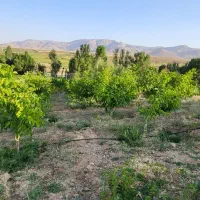 اجاره چاه کشاورزی ۶دانگ|خدمات باغبانی و درختکاری|زنده رود, |دیوار