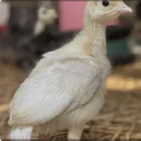 بوقلمون بیوتی فوق سنگین