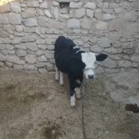 گوساله|حیوانات مزرعه|دهدشت, |دیوار