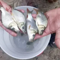 ماهی کپورزبرو زرنگ عمده|ماهی|رشت, حومه رشت|دیوار