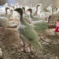 جوجه بوقلمون بیوتی یک ماهه