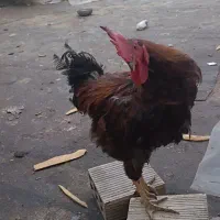 یک مرغ و یک خروس با ۴تا جوجه