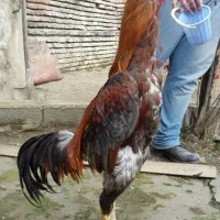 سلام مرغ خروس لاری دنگ بالا