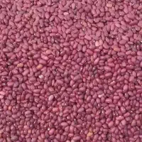 لوبیا قرمز محلی