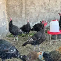 بوقلمون ۳ الی ۴ ماه|حیوانات مزرعه|کازرون, |دیوار