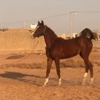 کره عرب مصری|اسب و تجهیزات اسب‌سواری|شیراز, دروازه قران|دیوار