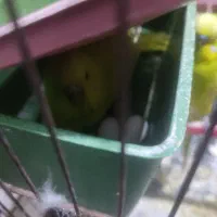 جفت مرغ عشق باتخم وقفس همه وسایل