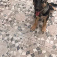 پت خانگی|سگ|پاکدشت, پاکدشت (مامازند)|دیوار