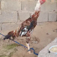 خروس پر مرغی|حیوانات مزرعه|خمیر, |دیوار