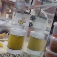 موعاوضه با گوپی