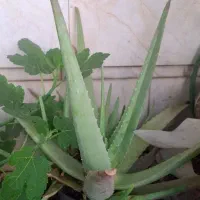 تعداد زیادی گلدان آلوئه ورا