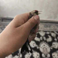 ماده سهره دورگ رسمی داغسر