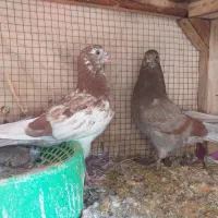 کفترتعداد۶طوق مفلق و بالغ پرشی|پرنده|فولادشهر, A4|دیوار