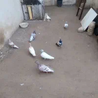 کبوتر پرشی وساعتی