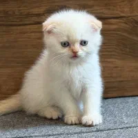 گربه اسکاتیش