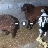 بره  نژاددورگه قزل  افشار اصل