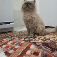 گربه