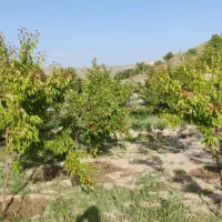 باغ ۷۳۰ متر در اسکو اسفنجان