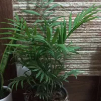 گلهای اپارتمانی|گل و گیاه طبیعی|اصفهان, ابر|دیوار